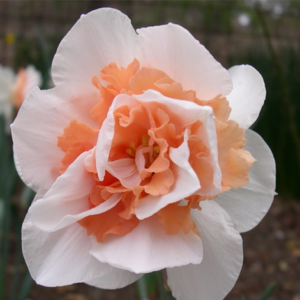 Нарцис очарователно красив с огромен 10 см. кичест цвят - Narcissus Delnashaugh