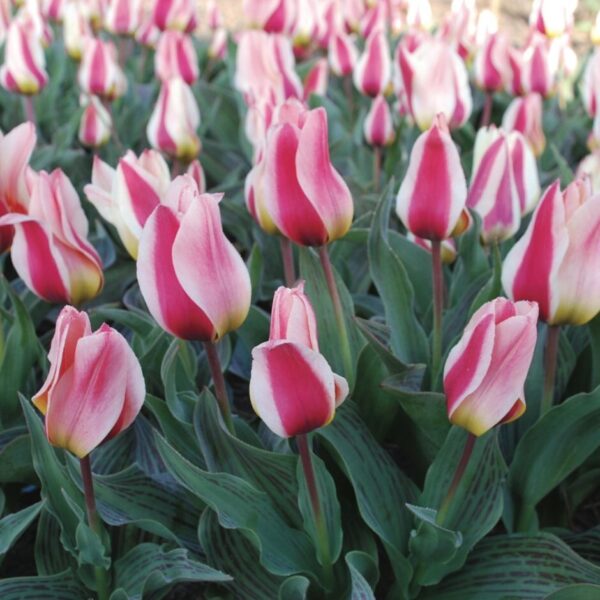 Лалета Греги остават в градината с десетки години и подходящи и за саксии - Tulip Greigii mix