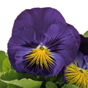 Виола с гигантски синьо лилави цветове с мустачки и жълто гърло - Viola CATS plus blue and yellow