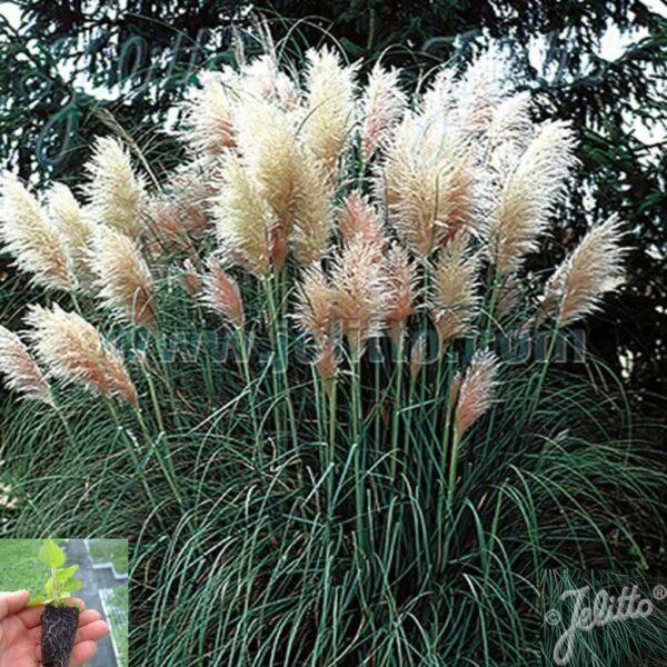 Кортадерия очарователната пампаска трева - Cortaderia selloana