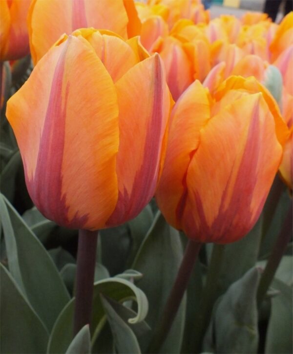 Очарователното ароматно лале Принцес Ирен - Tulip Princess Irene