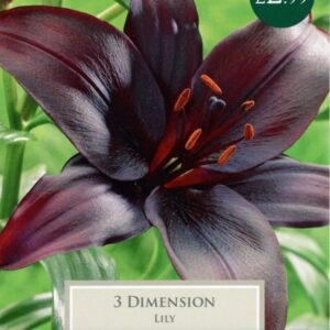 Най-тъмният Лилиум Черно измерение - Lilium asiatic black Най-тъмният Лилиум Черно измерение - Lilium asiatic black