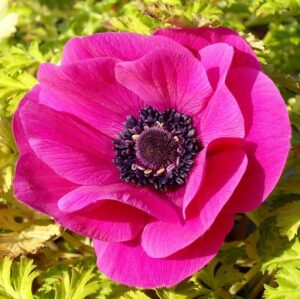 Анемоне коронария розово бижу - Anemone sylphide pink