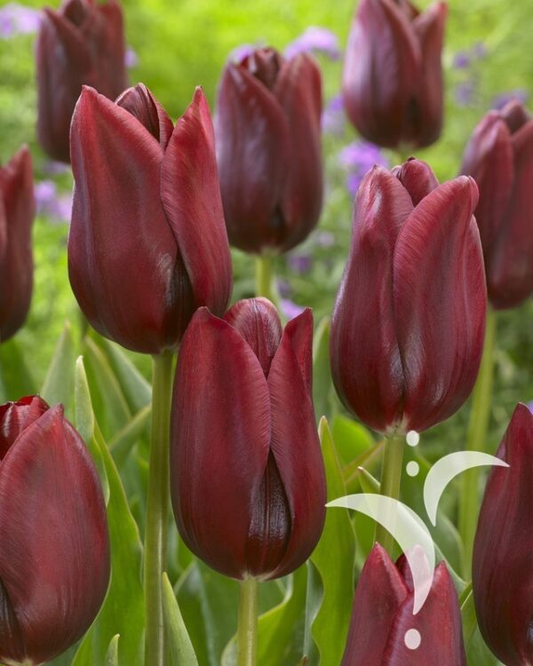 Лале кралско кадифе -Tulip national velvet