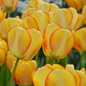 Лале Пролетна красота дарвинов хибрид не изчезващ през годините - Tulip beauty of spring