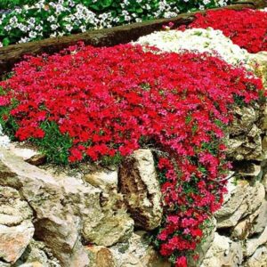 Аубриета каскадна червена зимоустойчива семена - aubrieta cascade red Аубриета каскадна червена зимоустойчива семена - aubrieta cascade red