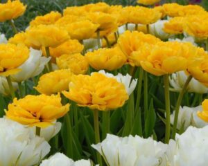 Лале Жълт кичесто помпон ароматно не изчезва - Tulip yellow pompenette Лале Жълт кичесто помпон ароматно не изчезва - Tulip yellow pompenette