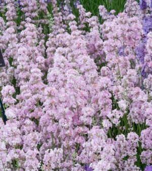 Лавандула многогодишна розов парфюм - Lavandula Augustifolia rosea pink perfume