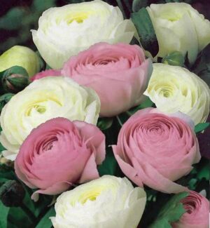 Ранункулус розово с бяло смес - Ranunculus pink and white mix