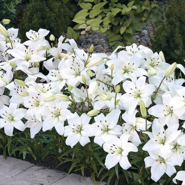 Лилум азиатски бял - Lilium asiatic white