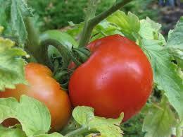 Домат Гойя супер ранен сорт не ГМО много родовит - Tomato Goya