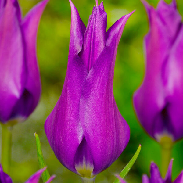Лале магически красиво Пурпурна мечта - Tulip purple dream