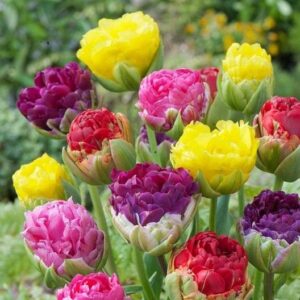 Лимитирани лалета Поп-ъп микс - Tulips pop up varieties mix