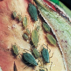 Хомеопатичен концентрат за защита срещу листни въшки - Homeopathis preparation against aphids