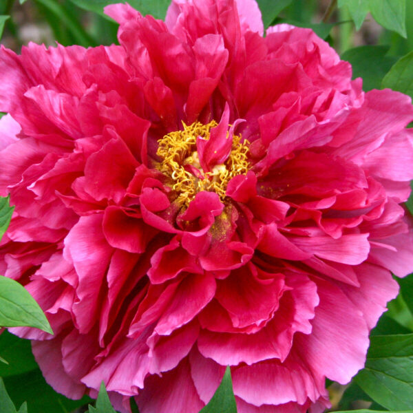 Божур Итох Джулия цъфти едновременно в няколко нюанса цветове - Paeonia itoh julia rose