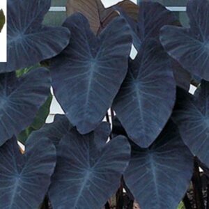 Колоказия Черна магия - Colocasia esculenta 'Black Magic'