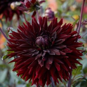 Далия кактусова Тамбуро в тъмно кадифено червено - Dahlia Tamburo Далия кактусова Тамбуро в тъмно кадифено червено - Dahlia Tamburo