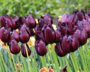 Лале тъмно лилаво ресничесто на името на холандския художник - Tulip Vincent Van Gofh