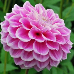 Далия Сладка любов в розово и бяло - Dahlia Sweet love Далия Сладка любов в розово и бяло - Dahlia Sweet love