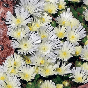 Делосперма зимоустойчива за цветен килим в бяло семена - Delosperma white nugget