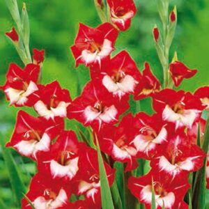 Гладиол мадмоазел Париж - Gladiolus Mademoiselle de Paris Гладиол мадмоазел Париж - Gladiolus Mademoiselle de Paris