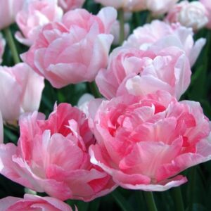 Едно от най-ароматните и нежни кичести лалета - Tulip Angelique