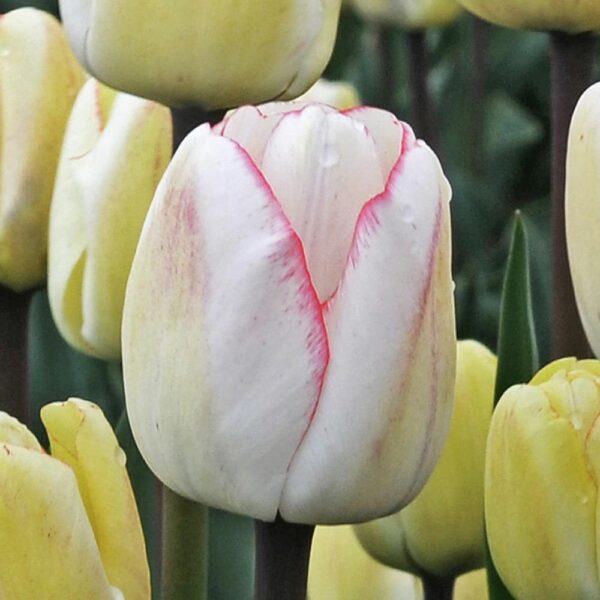 Лале Целувки и прегръдки с променящ се цвят през сезона - Tulip hugs and kisses