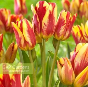 Уникално четворно лале взрив от ярки багри Клуб на чудесата - Tulip Wonder club Уникално четворно лале взрив от ярки багри Клуб на чудесата - Tulip Wonder club