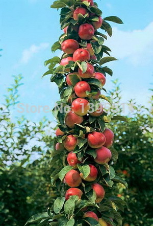 Ябълка нискостеблена червена сорт Гала - Malus Gala