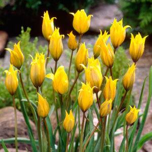 Ботаническо ароматно не изчезващо лале бижу в градината - Tulip sylvestris (botanical tulip)