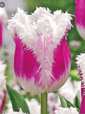 Лале Сиеста розово преливащо в бели ресничести краища - Tulip siesta