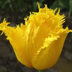 Ароматно ярко жълто лале Кристална звезда - Tulip Crystal star Ароматно ярко жълто лале Кристална звезда - Tulip Crystal star