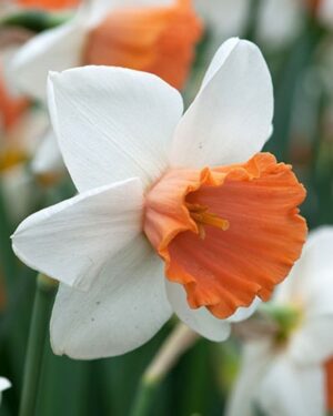 Нарцис Хромаколор с много едър 13 см цвят и лула в цвят сьомга - Narcissus Chromacolor
