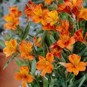Най-студоустойчивата градинска алстромерия Оранжев Крал 2 броя - Alstroemeria aurea Orange king
