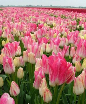 Четворно лале Сладкарница цъфти разноцветно на всяко стъбло - Tulip Candy club 7 Четворно лале Сладкарница цъфти разноцветно на всяко стъбло - Tulip Candy club 7