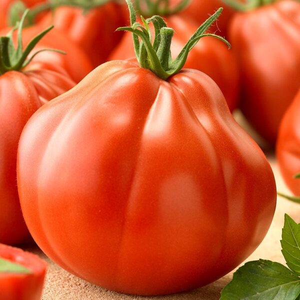 Домат най-устойчивият сорт на болести 300-350 грама салатен и много вкусен -Tomato Silvano f1
