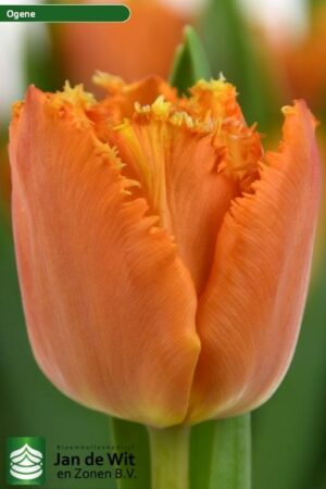 Лале с прасковен цвят и ново за 2022 година - Tulip Ogene