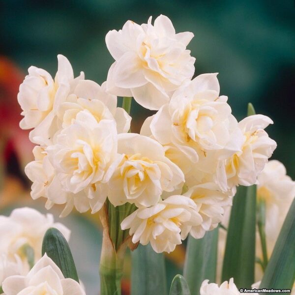 Нарцис най - ароматният с до 15 броя кичести цветове на стъбло - Narcissus tazetta 'Erlicheer'