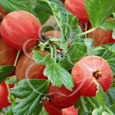 Цариградско грозде червено - Ribes uva crispa red (Gooseberry)