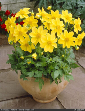 Далия саксийна жълта усмивка - Dahlia yellow sneezy Далия саксийна жълта усмивка - Dahlia yellow sneezy