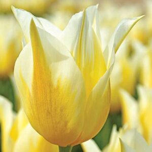 Лале лилиевидно жълто с бели ивици Звездна светлина - Tulip Budlight