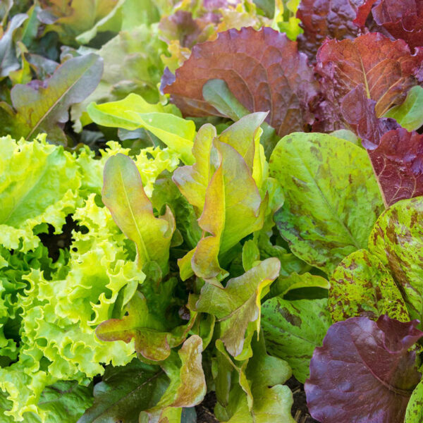 Смес от различни сортове зелени и червени салатки - Lettuce mix of varieties