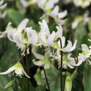 Зимоустойчив Еритрониум най-нежното пролетно цвете за сянка - Erythronium White Beauty