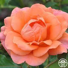 Роза катерлива с преливащ розово оранжев цвят Сутрешен поздрав - Rose orange pink