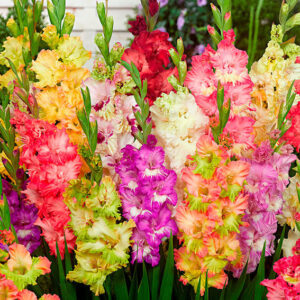 Гладиол къдрав папагалски супер едри цветове смес - Gladiolus mix Гладиол къдрав папагалски супер едри цветове смес - Gladiolus mix