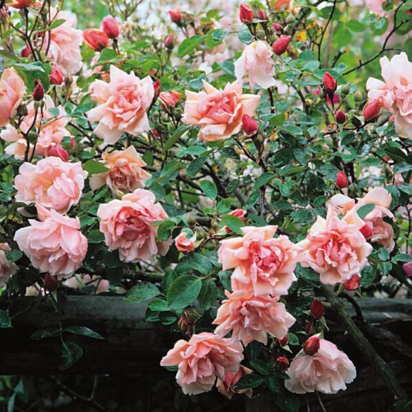 Най-ароматната увивна и катерлива прасковено-розова роза - Rose Albertine (Rambler roses)