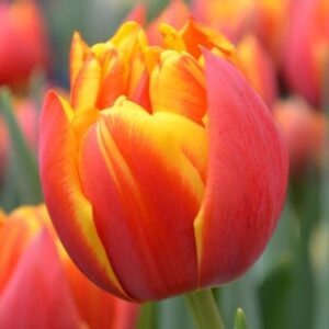 Кичесто лале кръстосан огън - Tulip Crossfire