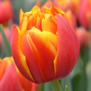 Кичесто лале кръстосан огън - Tulip Crossfire Кичесто лале кръстосан огън - Tulip Crossfire