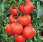 Домат Гойя супер ранен сорт не ГМО много родовит - Tomato Goya