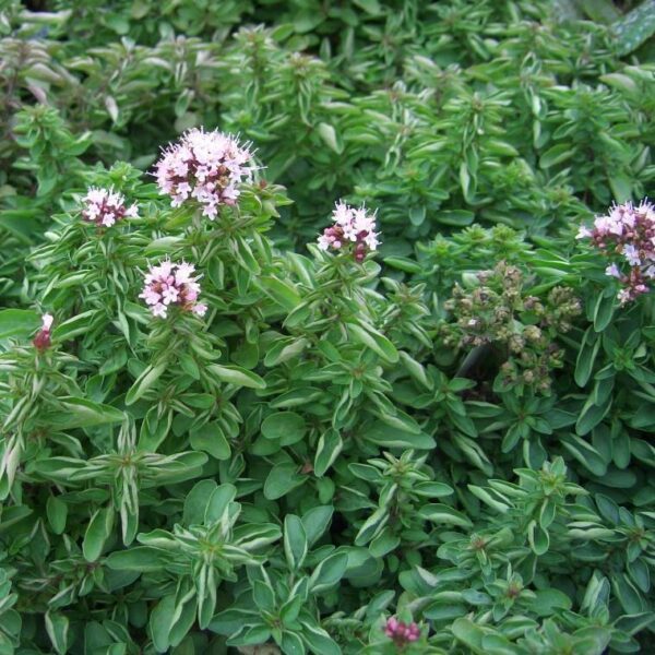 Риган ароматен многогодишен - много полезна билка и почвопокривно за алпинеум - Origanum vulgare